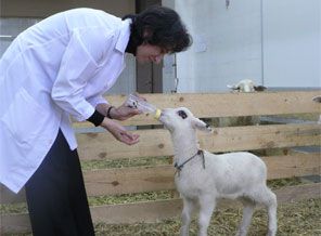 Türkiye'nin ilk klon koyunu öldü