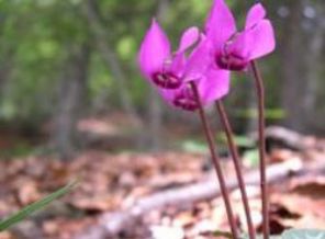 Baş ağrısı,migren,iltihaplar,alp menekşesi
