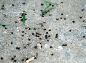 'Kene yumurtaları yok edilsin' önerisi