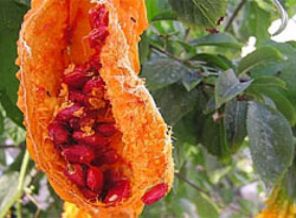 Kudret Narı ile Balı Karıştırınca...