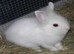 Meclise tavşan önergesi