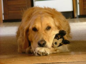 Hayvana tecavüze hapis cezası!