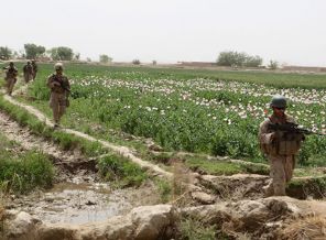 Afganistan'da afyon ekimi arttı