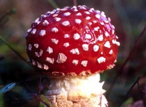 Yılbaşı, uyuşturucu mantarlar ve şamanizm