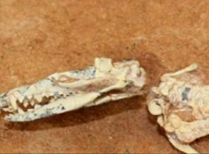 İlk kez 65 milyon yıl önce yaşamış