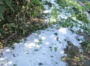 Kozan'da etkili olan dolu ekili alanlara zarara yolaçtı