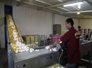 Afyonlu yumurtacılar 200 milyon dolarlık ihracat hedefliyor