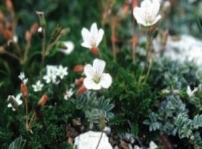 Uludağ niçin tehlikede?