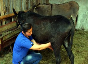 Eşek sütü haram mıdır?