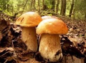 Türkiye’de en ilginç ölümler  (Foto Galeri)