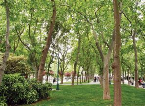 Tarihin nakşedildiği anıt ağaçlar