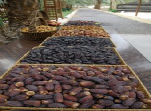 Medine'de hurmalar toplanıyor (Özel)