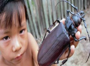 Dünyanın en büyük böceği görüntülendi