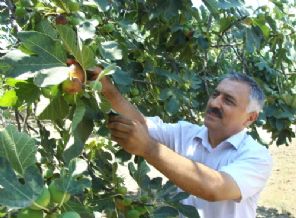 Türkiye'de 273 çeşit dişi incir türü tespit edildi