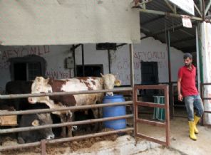 Kurbanlıklar pazara indi, besiciler bayramdan ümitli