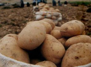 'Yeterince patates var; ama depolarda saklı'