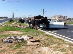 Adıyaman'da belediyenin ilk icraatı eşekler oldu