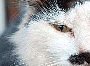 Bakın kedi Hitler'e benziyor diye ne yaptılar