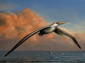 'En büyük uçan canlı fosili' iddiası