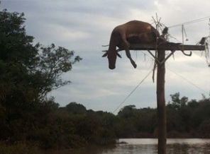 İnek elektrik direğinde asılı kaldı