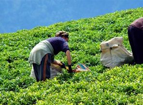 Şeker ve çaya zam geldi