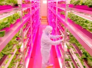 LED çiftlikte günde 10 bin marul