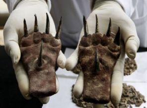 1500 yıllık savaş pençeleri