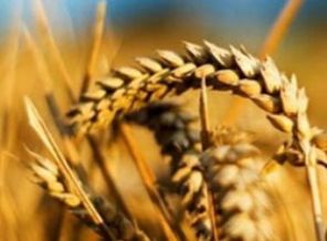 Çiftçiyi fare değil iklim vurmuş