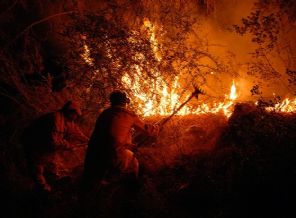 Milas'ta orman yangını