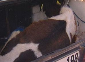 Çalıntı otomobilden iki dana çıktı