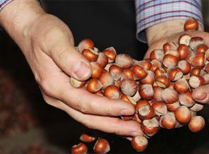Fındık'ta tahmini hasat: 371 bin ton
