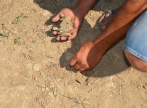 Topraktan şüheda fışkırdı