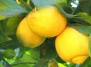 Limon altın çağını yaşıyor