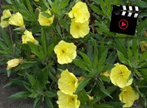 Ezan okunurken açan çiçek bilimi şaşkına çevirdi!