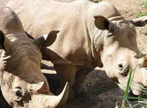 Kaçak gergedan avcısına 77 yıl hapis