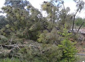 Ağaç düştü: 6 ölü, 15 yaralı