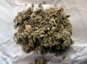 'Bonzai'de korkunç gerçek