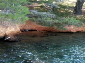 Bodrum'da görüldü! Nesli tehdit altında