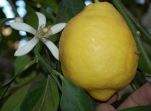 Limon fiyatlarında düşüş yok