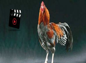 Sosyal medyada 'Ekmeleddin diyen horoz' çılgınlığı!