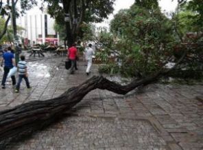 Beyazıt meydanında ağaç devrildi: 2 ağır yaralı