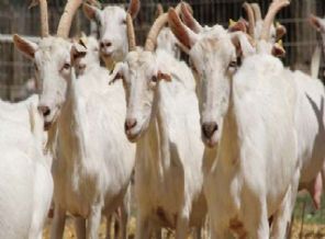 Diyanetten kurban uyarısı