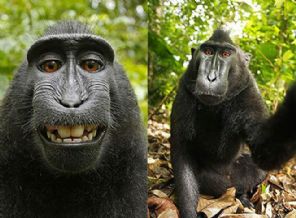 Bu 'selfie'nin telif hakkı kimin?