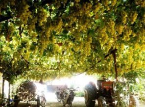 Bir çubuk asma üzüm cenneti oldu