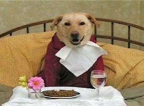 ABD'de bir köpeği belediye başkanı seçtiler