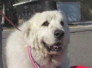 Köpek, belediye başkanı seçildi