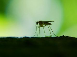 Yunanistan’da Batı Nil virüsü alarmı