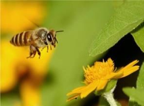 Arı soktu, bitkisel hayata girdi
