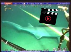 Google'ın kablolarını köpek balıkları ısırıyor!