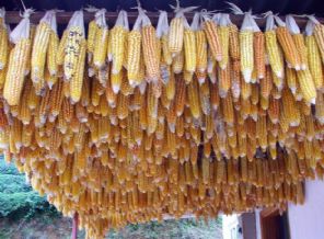 TMO'da mısır alarmı